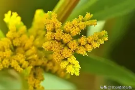 中国外来入侵物种名单（植物篇）图片