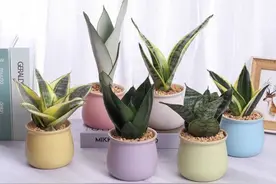 好养耐旱的盆栽植物推荐，新手花友也能养开花图片