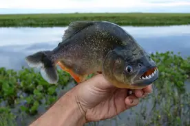 亚马逊食人鱼那么厉害，为什么没有泛滥成灾？原来它们也是食物图片