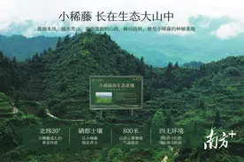 湖北小稀藤：古法匠制好藤茶，单品销售额过亿｜中国十大茶王参评茶企巡礼(115)图片