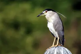 在清晨，遇见一只夜鹭图片