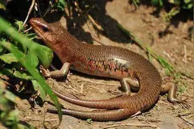 这些少见的昆虫是千金难买的童年回忆图片