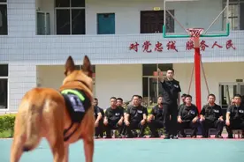 警犬复训丨一大批“萌犬”来袭……图片