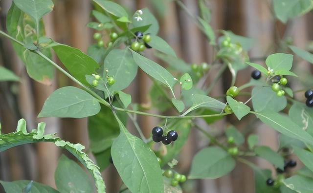 俗称"黑豆豆",叶像辣椒,果像紫葡萄,全株有毒却很多人喜欢吃