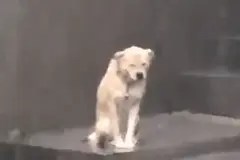 45张沙雕表情包｜小狗淋雨撑伞表情包合集图片