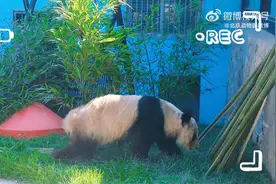 北京动物园：回京后，大熊猫“丫丫”目前身体状态平稳图片