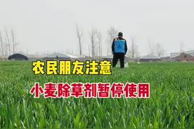 大雨暴雪！小麦除草剂立即暂停使用，3点原因，何时除草最佳？图片