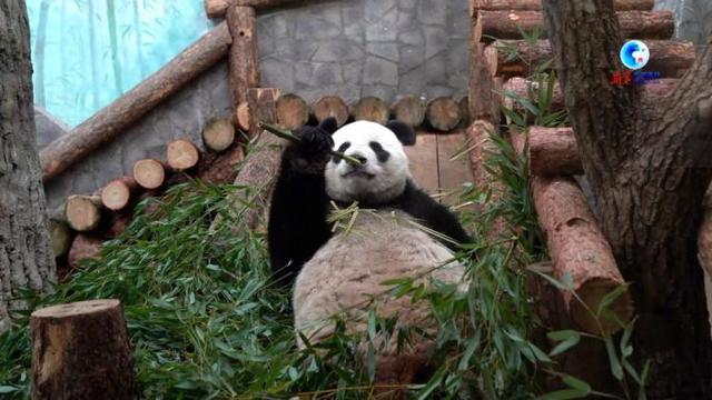全球连线｜“大熊猫是和平和友谊的象征”——访莫斯科动物园园长