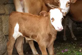 新生牛犊拉白屎怎么办？新生牛犊拉白屎是咋回事？本文告诉你图片