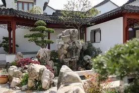 为什么很多庭院都选择种黄杨，种黄杨有着什么样的好处和寓意呢？图片