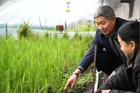农民自留种违法？分这几种情况，农民自留种子有什么条件？图片