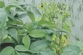 五常水稻遭水淹 种植户忧心减产图片