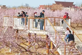 吐鲁番的杏花开了 赏花季持续至4月中旬图片