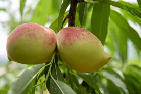 “桃”不走的美味！连平鹰嘴蜜桃成熟采摘正当时，快去“尝鲜”图片