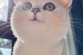 铲屎官有一只米老喵，超独特耳朵让猫咪爆红网络，这耳朵是租的？图片