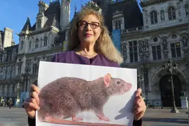 世界上老鼠最多的城市，巴黎排第4已鼠患成灾，第7名广州怎么办？图片