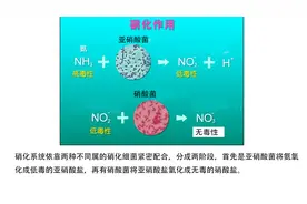 硝化细菌培养成功的标志图片