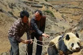 7年前，云南农民兄弟怒杀大熊猫，4800元将熊尸卖掉，结局如何图片