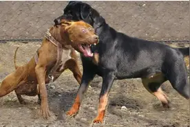 寿命很短的几种狗，“大丹犬”上榜图片