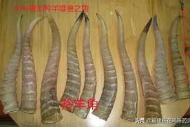 24味平肝中药的性味与功效图片