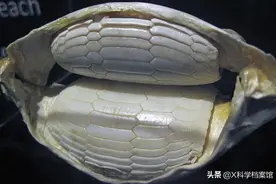 这些是什么？世界上奇怪的东西网友发帖询问，还真有人回答出来了图片
