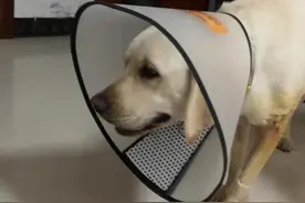 3招彻底解决狗皮肤病，患病症状+治疗方法图片