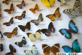 他很帅，但标本真不能这么做图片