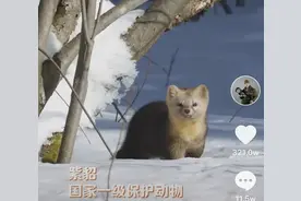 东北野生动物摄影师，蹲守8年，专拍国宝级萌宠！图片