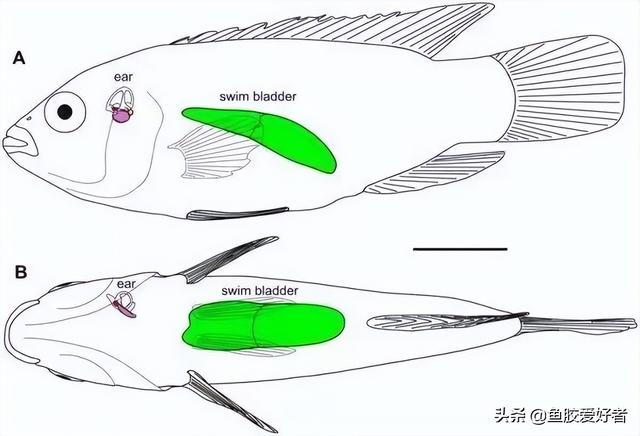 石鳘鱼胶还是黄花胶好 石斑鱼胶和黄花胶哪个好