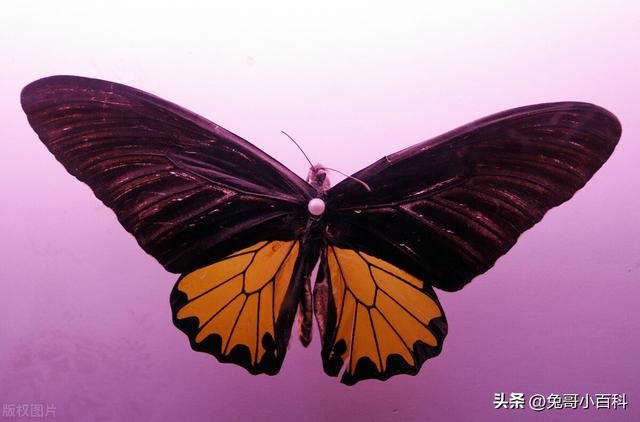 蝴蝶王国