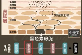 美白化学课｜美白成分千百种，到底哪种效果最好？图片