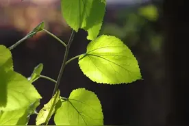 叶绿体到底在叶片中的哪个部位，你的知识储备正确吗？图片