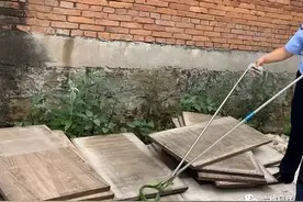 云南一条竹叶青闯入工厂，毒性比五步蛇大，为什么又称为瞎子蛇？图片