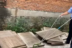 云南一条竹叶青闯入工厂，毒性比五步蛇大，为什么又称为瞎子蛇？图片