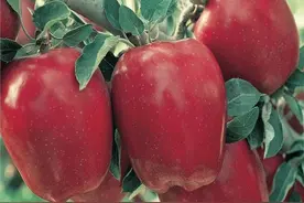 苹果和车厘子是美国水果？传说由传教士带进中国，真相到底怎样？图片