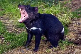 恶魔袋獾的生存策略：家住澳洲，广交男友，生死看淡，不服就干图片