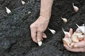 深栽葱、浅栽蒜，不早不晚种大蒜，大蒜最佳播种时间和技术要点图片