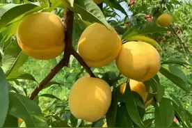 双堡镇:小黄桃变身乡村振兴“黄金果”图片