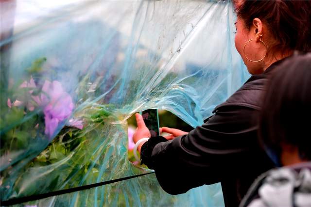 中国洛阳牡丹文化节每日花情专题播报之一含苞欲放