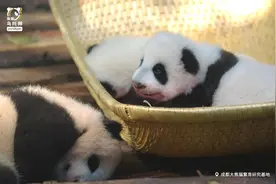 大熊猫，曾是他人生最后的心愿.....图片