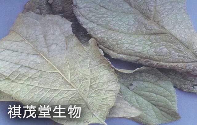 杜仲叶提取物杜仲素在水产养殖中的功能，杜仲提取物水产养殖好处