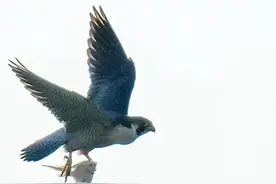 慢性前列腺炎/慢性盆腔疼痛综合征 （治疗/实用总结二/完）图片