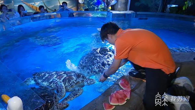 花胶螺旋藻 2025年螺旋藻和蜂胶哪个对胃好