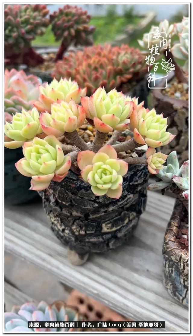 疫情送给我的礼物:肉肉娃和狗狗娃