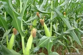 玉米去雄为什么能增加产量？具体怎么操作？图片