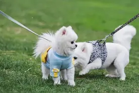 女子路上逗路边陌生狗，被咬！一定不要招惹陌生狗狗！图片