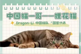 中国猫一哥 狸花猫图片