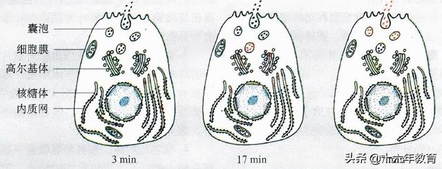 高中生物重要生化知识图解记忆（建议收藏）