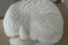 借假修真图片