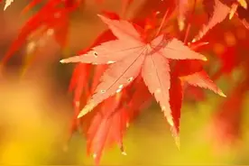 落叶飘零，我在晚秋想你，捡起一片枫叶，抒写心里的思念图片